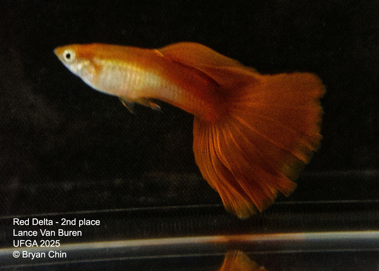 Guppy Red  